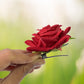 A set of red velvet rose hair clips artfully arranged, highlighting their rich texture.