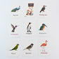 Educational flashcards featuring exotic birds like flamingo with bold text names