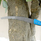 Full view of the robust 20-inch high carbon steel pruning saw from Grow Garden Tools.