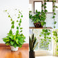 A cluster of lush green leaves with a subtle plant climbing clip providing support.
