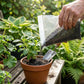 Coco peat planting and potting soil for healthy plant roots