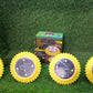 Illuminated solar ground lights at night outdoors